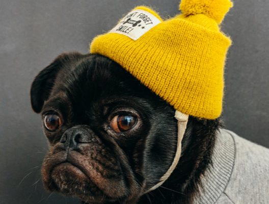 d03-Ing-Dog-Hat.jpg